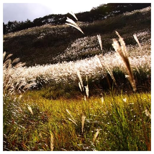 Sigma 35mm F1.4 Art DG HSM Lens