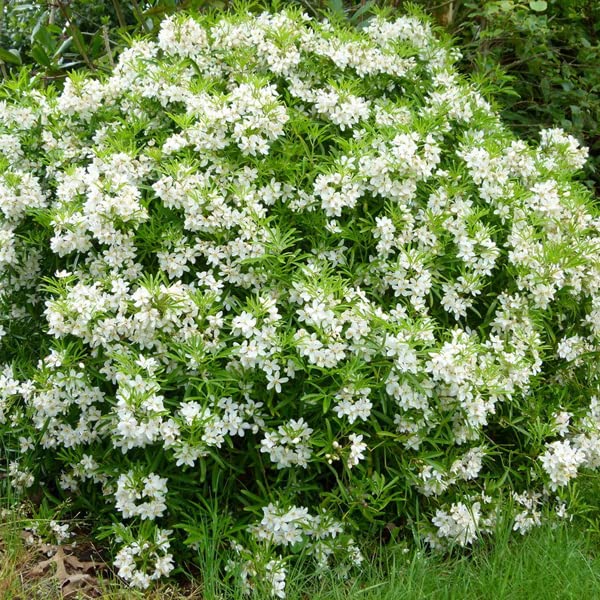 Oranger du Mexique 'Aztec Pearl' – Choisya 'Aztec Pearl' 40-50 cm pot | Arbuste persistant, fleurs blanches parfumées, idéal haie & terrasse