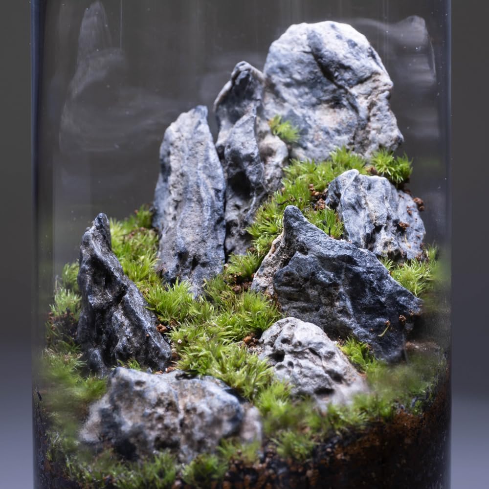 Amazon｜ホソバオキナゴケ｜テラリウム用苔パック｜観葉植物