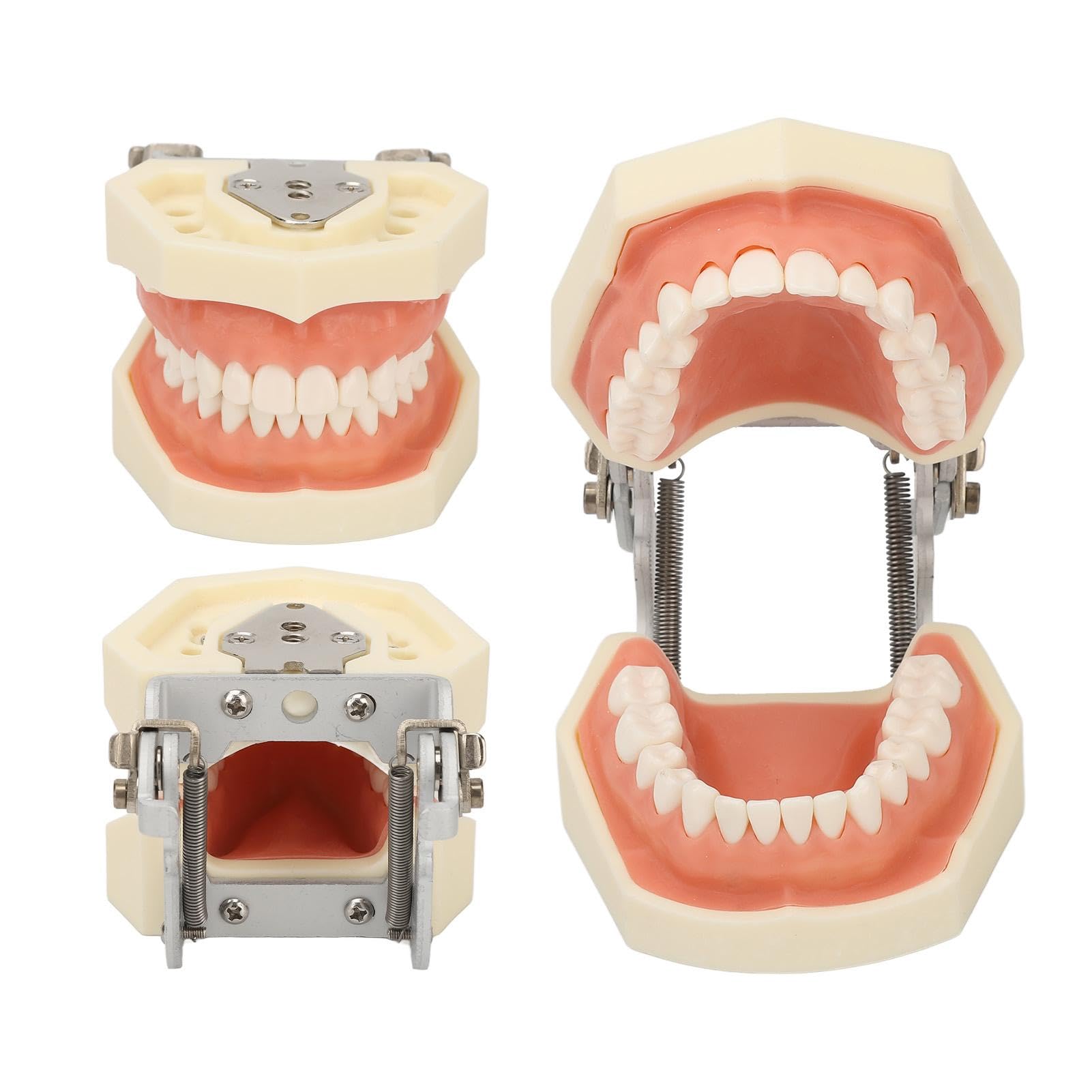 Modello di denti dentali, Modelli di Insegnamento Dentale | 28 pezzi di denti di ricambio per studi dentistici, studenti di odontoiatria per cisti gengiva morbida per praticare