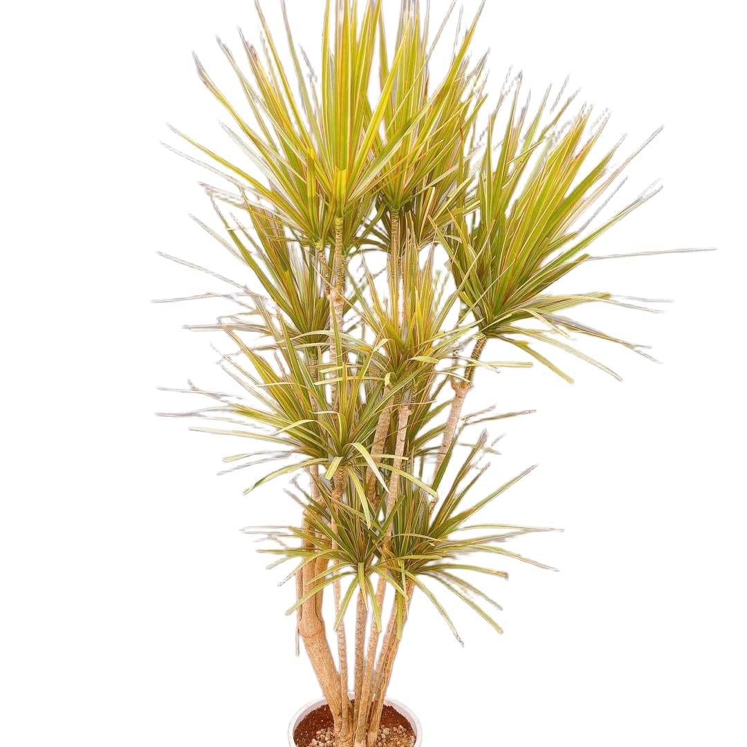 Amazon｜ドラセナ コンシンネ トリカラー 観葉植物 インテリアグリーン