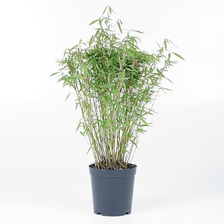 Bambus Fargesia murieliae Bimbo sehr buschig 7L Topf 80100cm Amazon