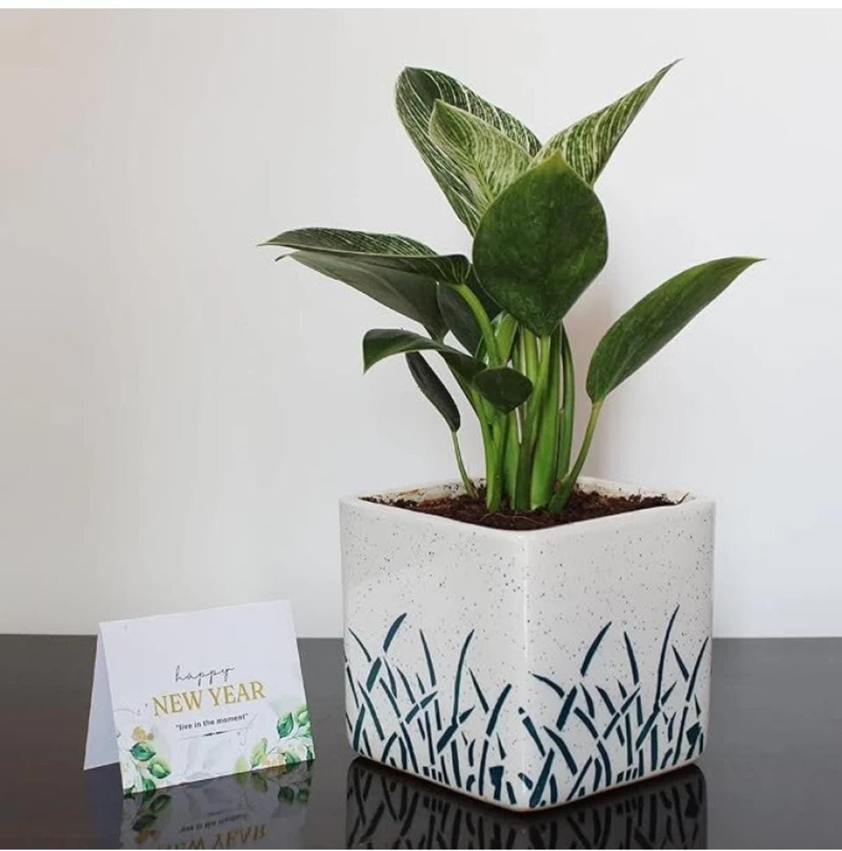 Philodendron Birkin Plant in Ceramic Pot with Stainless Steel Planter (B0D26BMCXV) Amazon Price History, Amazon Price Tracker