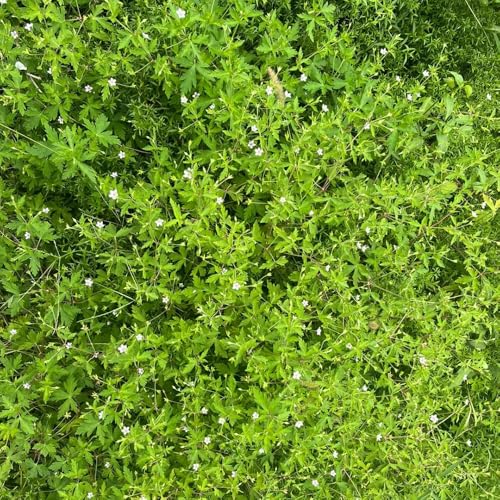 storchenschnabelsamen winterhart - zimmer storchschnabel balkon mehrjährig 100pcs