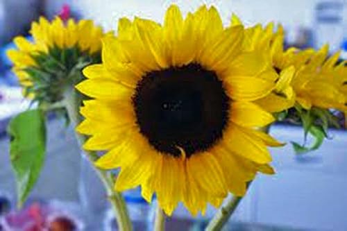 Sunflower, Mammoth Grey Stripe 500 semillas recién cosechadas, 8-12 pies de alto