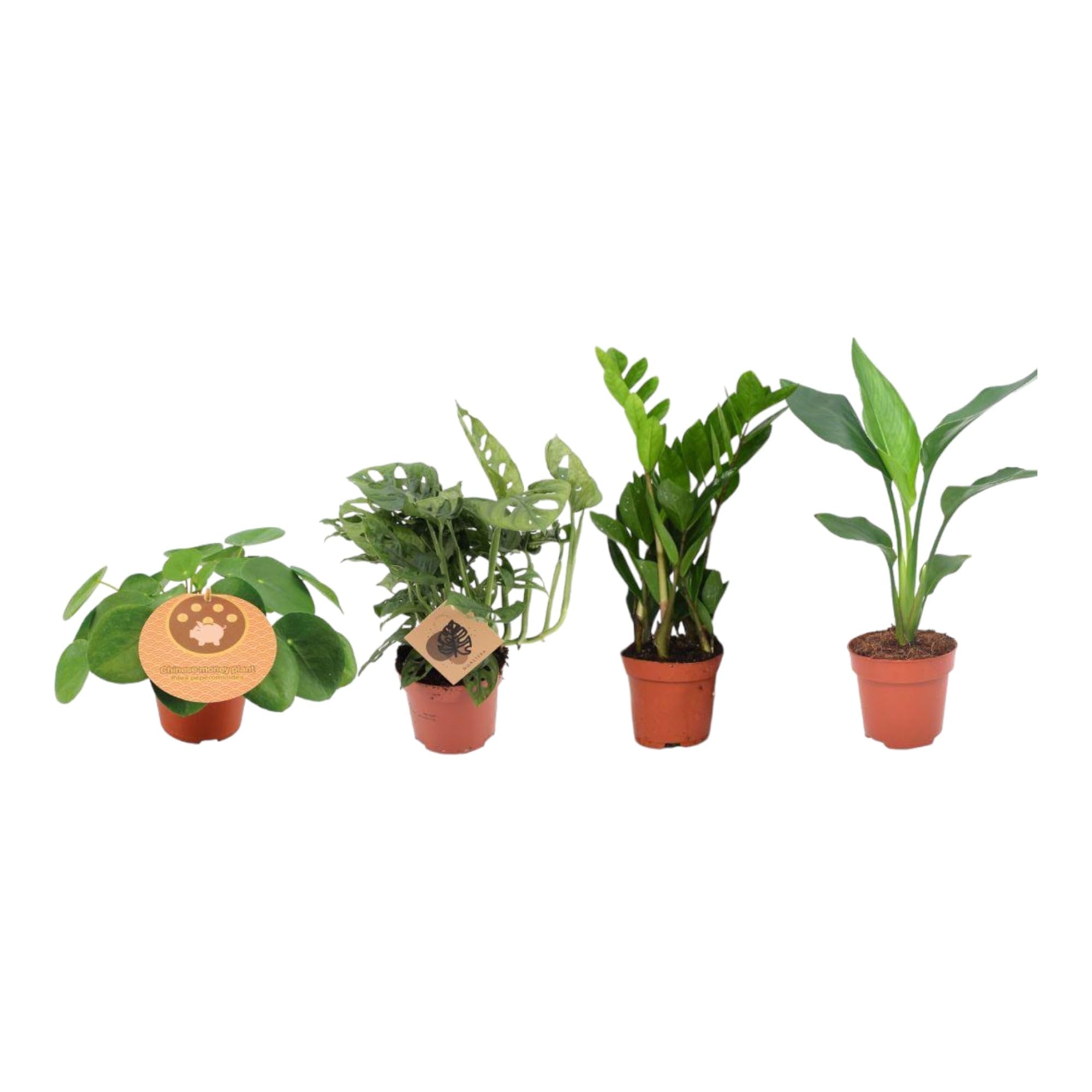 Trendyplants - 4 plantes d'intérieur incontournables - Plante à crêpes - Monstera - Zamioculcas - Strelitzia - Hauteur 20-40 cm - Taille du pot Ø12cm