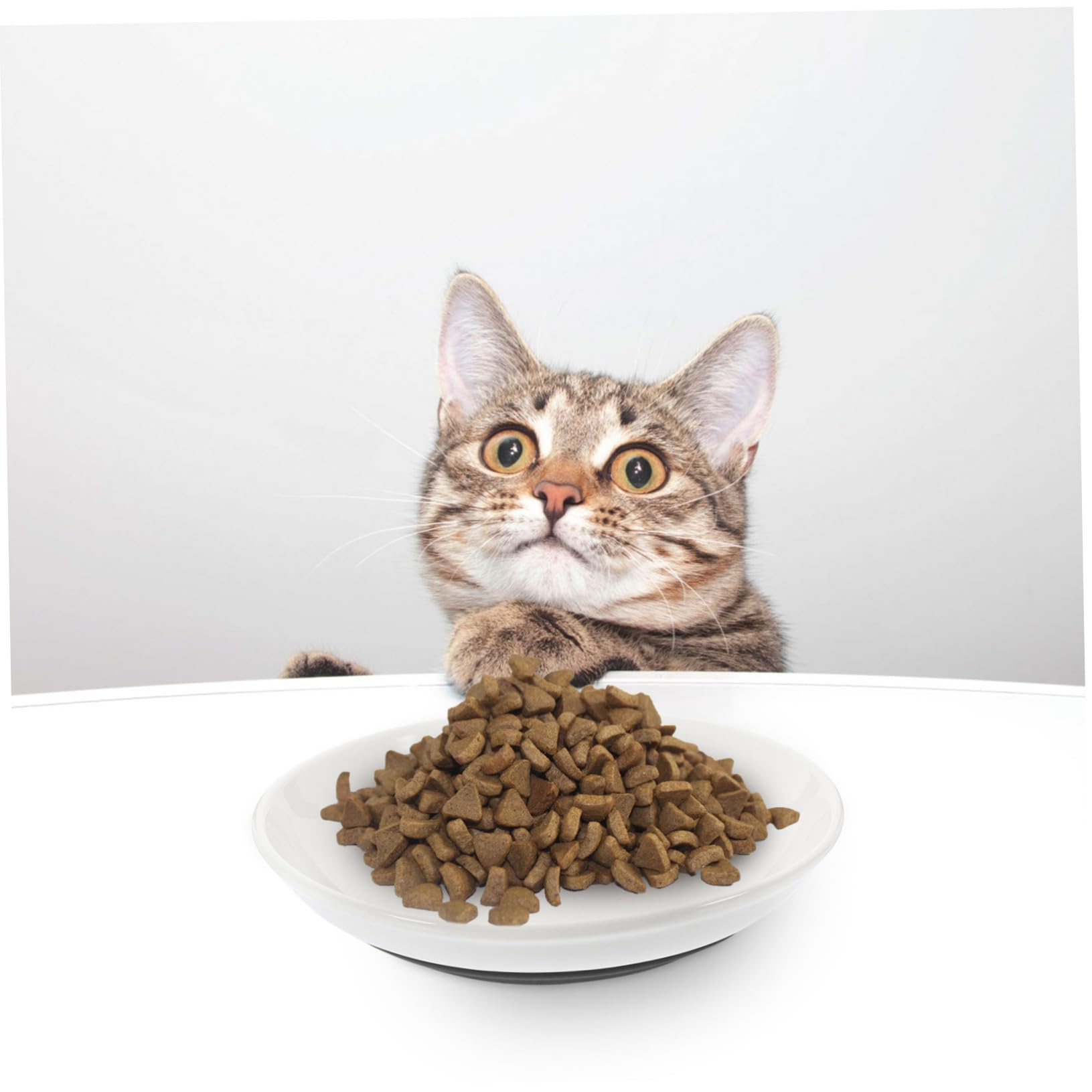 ibasenice Gamelle Peu Profonde pour Chat en Céramique Beige 3 Pièces
