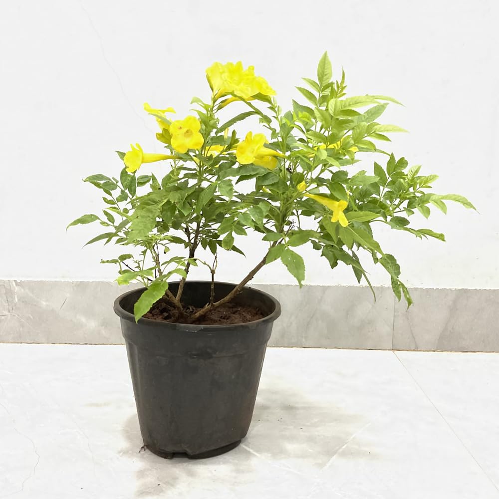 Bhajanlal Greenery Live Tecoma/Tikoma Flower Plant | Trumpetbush | Bell flower Live Plant | Vine Cape Honeysuckle Plant | Plant with 4 Inches Pot | Pack of 1 (Yellow) (B0CX6RZ23L) Amazon Price History, Amazon Price Tracker