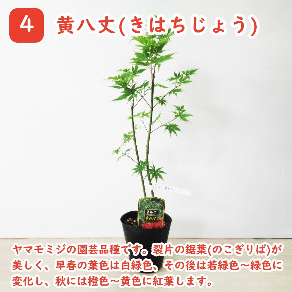Amazon.co.jp: モミジ 苗木 【 4．黄八丈 】 12cmロングポット 樹高約