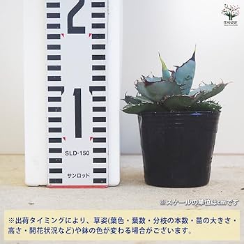 Amazon｜ITANSE アガベ チタノタ ホワイトアイス 3号 1個売り
