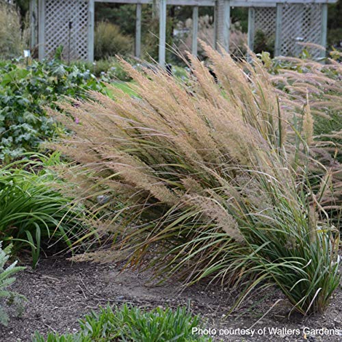 Perennial Farm Marketplace Calamagrostis Brachytricha (Korean Feather Reed) Ornamental Grass, Size-#1 Container, Green Foliage #TOP4