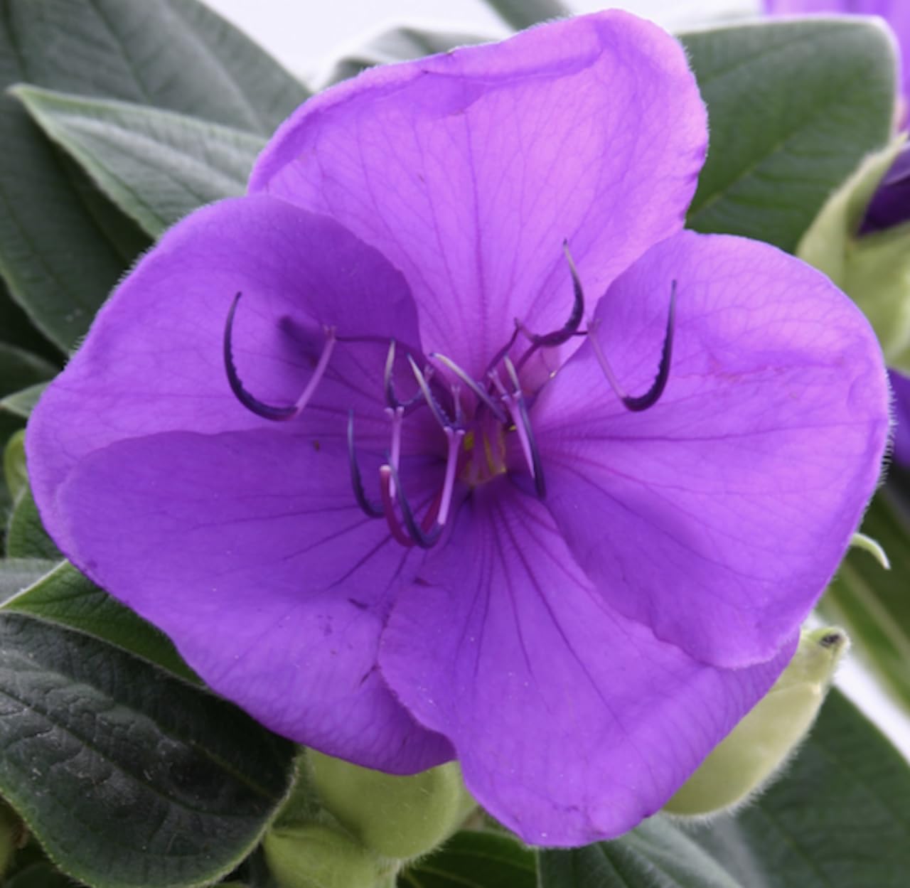 Tibouchina urvilleana| Glory Bush| Plug Plant