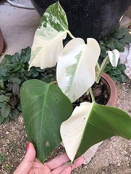 Amazon.co.jp: @白斑入りモンステラ ボルシギアナ ホワイトタイガー Amazon.co.jp: @白斑入りモンステラ ボルシギアナ ホワイトタイガー