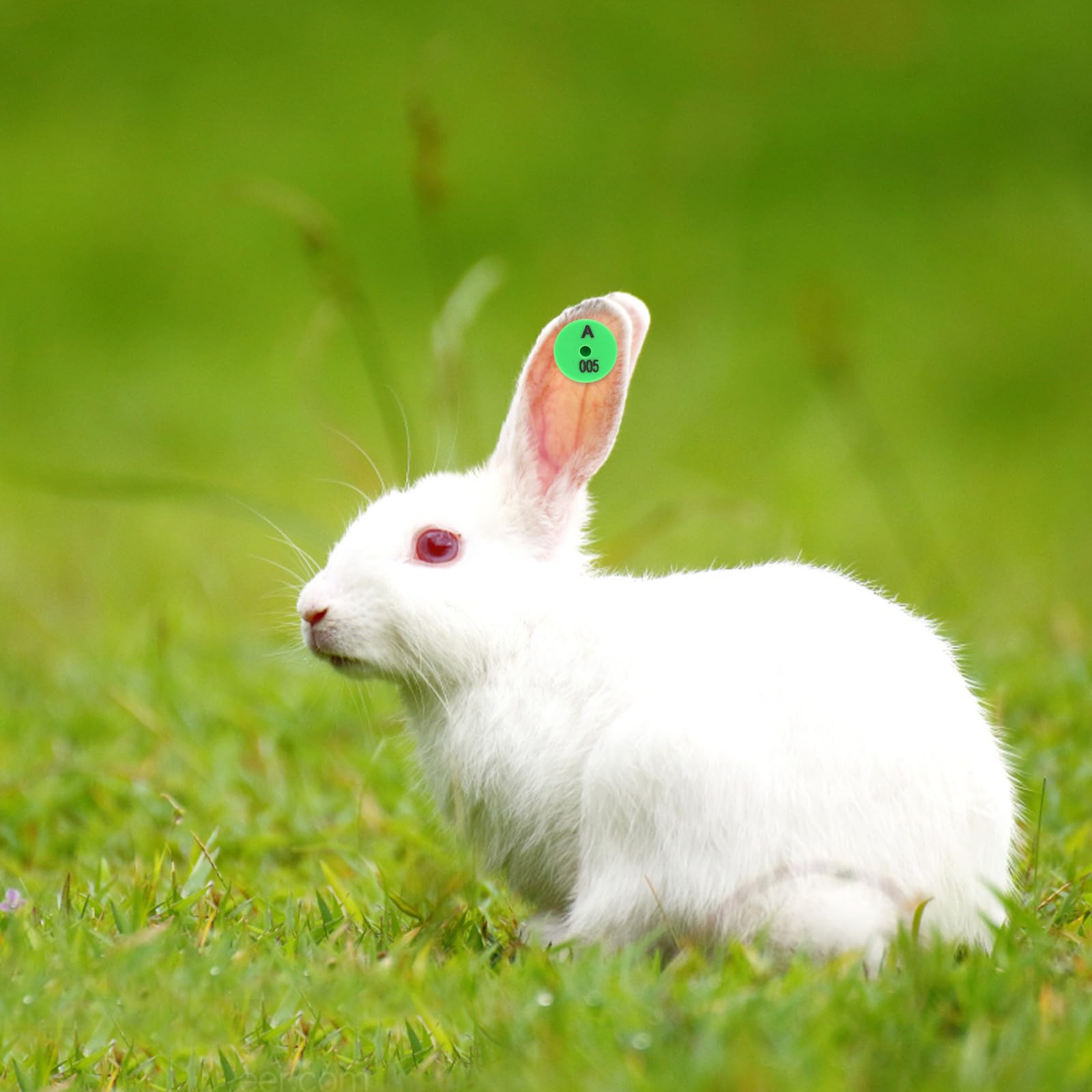 Yardenfun Etichette per Orecchie di Coniglio in Pp Verde 100 Pezzi Facili da per Identificazione e Tracciamento Animali Domestici e Piccoli Animali da Allevamento