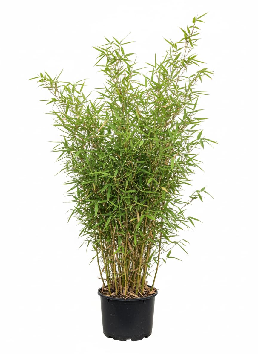 Bambus China Rohrgras Fargesia murielae Jumbo 60-80 cm hoch im 5 Liter  Pflanzcontainer : Amazon.de: Garten
