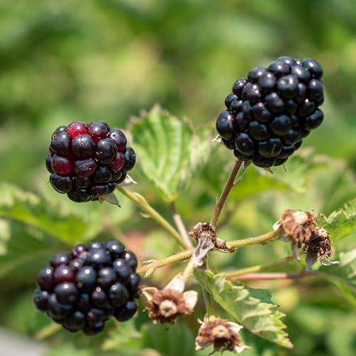 Miniatura 9 de BlackBerry Plants - Juego de 4 plantas vivas para principiantes