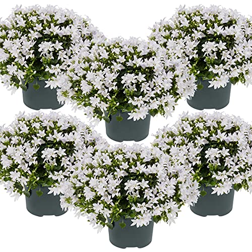 Bloomique - 6er-Set - Campanula Ambella White - Glockenblume - Bodendecker - Gartenpflanzen - Winterhart - Tierfreundlich - Höhe 10-20 cm - Topf 10,5 cm
