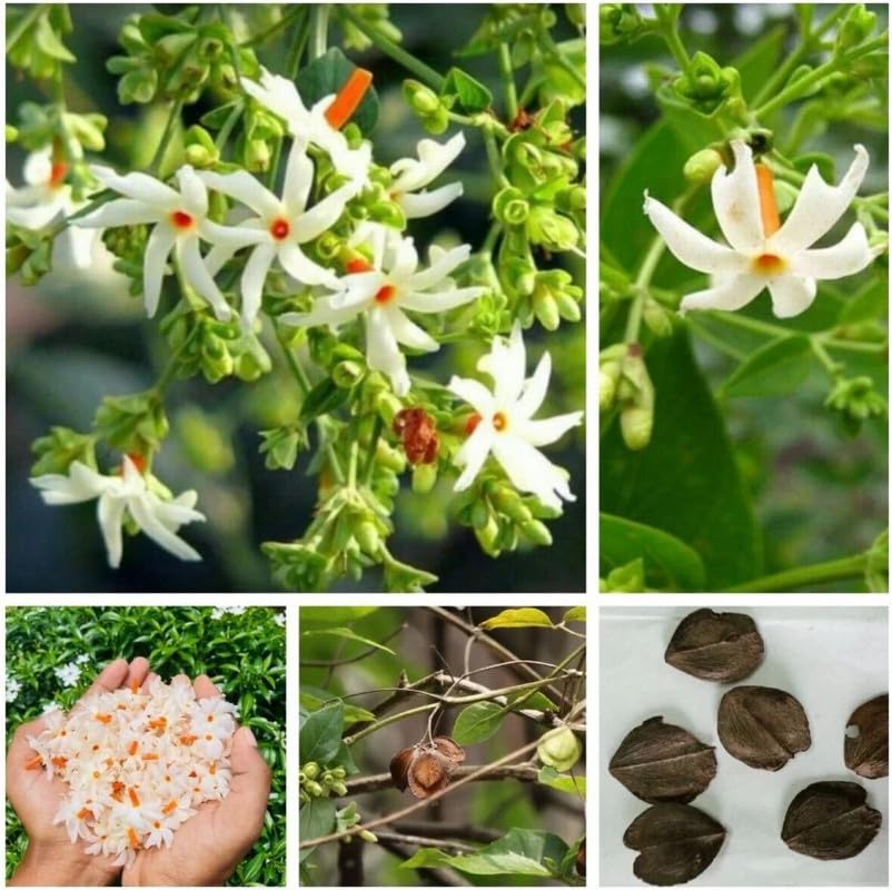 Night Jasmine All Time 12 months flowering Harsingar flower plant,Parijat/Baromasi flowering Plant/Harsingar live Plant/Night Flowering Jasmine Night Queen Highly Fragrant Plant (Pack of 1)_Q16