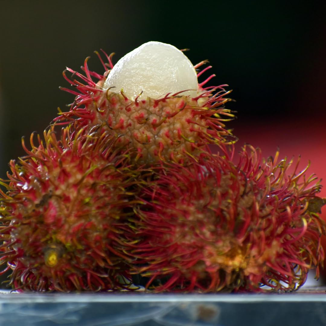 See full amazon price history chart for Nursery Live Rare Rambutan (Caesar, Bud Grafted) Exotic 1 Live Fruit Plant Nursery Live Rare Rambutan (Caesar, Bud Grafted) Exotic 1 Live Fruit Plant (B09HZ8T3D7) Amazon Price History, Amazon Price Tracker