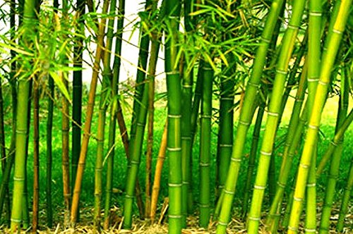 See full amazon price history chart for Golden Hills Farm Fresh Giant Moso Bamboo 100 Seeds Golden Hills Farm Fresh Giant Moso Bamboo 100 Seeds (B09NNFRL16) Amazon Price History, Amazon Price Tracker