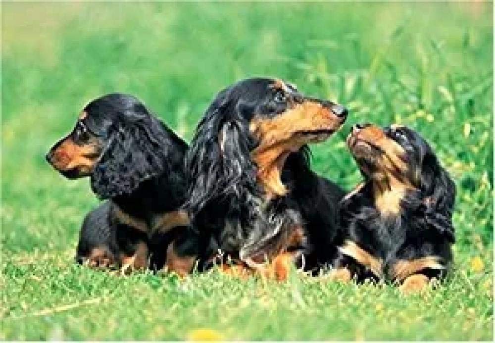Gtllmm Jigsaw Puzzle Dachshund Longhair 1000 Piece Adults Kids Wooden Jigsaw Puzzles 3D Classic Brain Puzzle Games Puzzles DIY Collectibles Modern Home Decoration 75X50Cm
