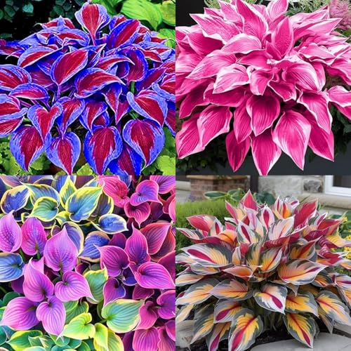 Winterharte Hosta Wurzel & Hostas funkien - Robuste Gartenpflanzen für Jahresrunden Genuss-6knollen-M