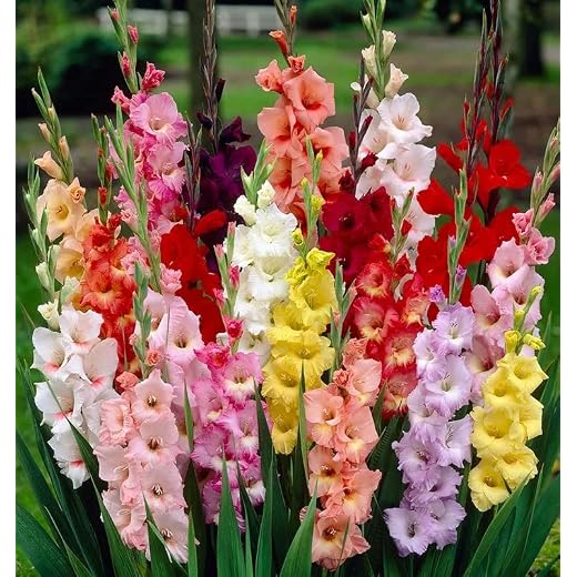 Votaniki Rainbow Gladiolus Mix Bulbs for Planting - Long-Lasting Cut Flower - Easy to Grow and Maintain | Mixed Colors Perennial Gladiolus Flowering Bulbs (100 Pack)