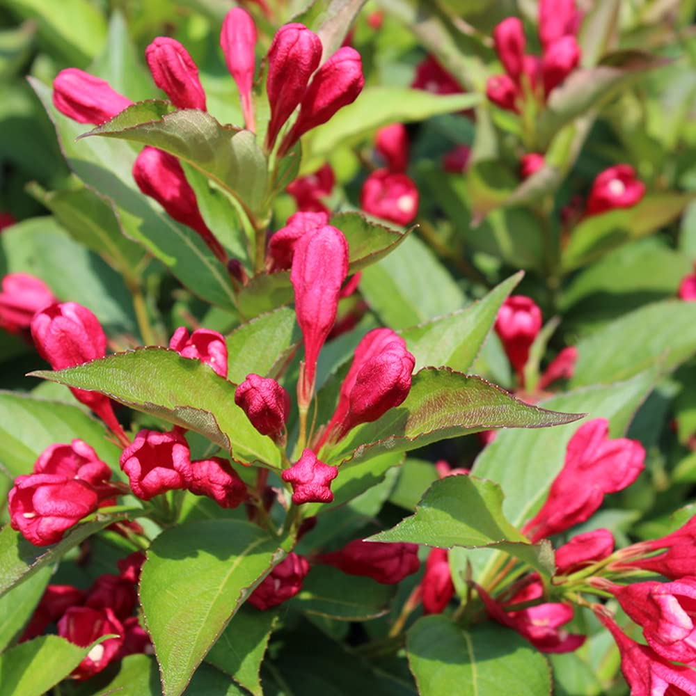 Weigela All Summer Red - Flowering Hardy Outdoor Garden Ready Shrub - Plant in Pot (9cm Pot, 20-30cm)