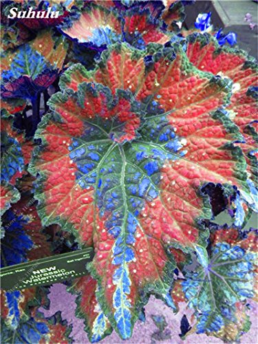120 pezzi Schöne Begonia Samen Bonsai Blumen Topf Begonia Pflanzen für Garten Balkon Coleus Samen Schönheit Ihrer persönlichen Garten 9