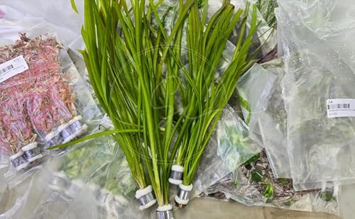Swimming Creatures Live Aquarium Plants (10 Species Bundle)