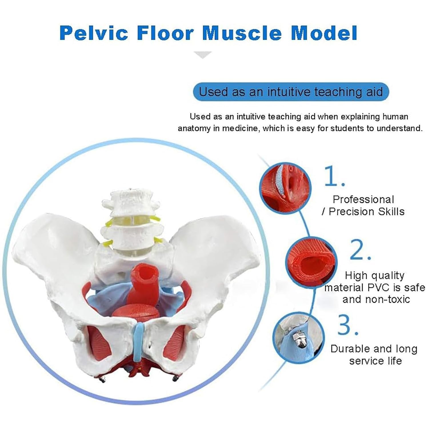 Modello muscolare del pavimento pelvico femminile, aiuto didattico anatomico per il recupero post-partum, include struttura degli organi pelvici e 2 vertebre lombari, strumento educativo per la