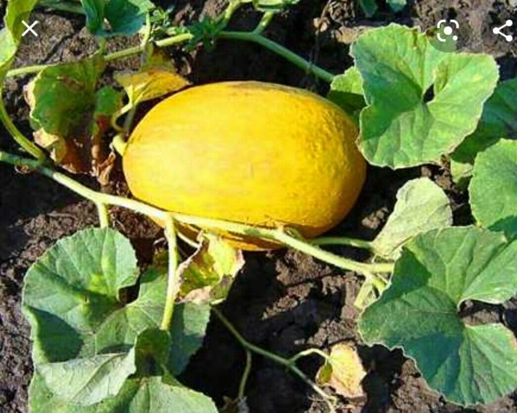 Buy4seeds Melon Honeydew 100 Finest Seeds Easy to Garden Yard Patio