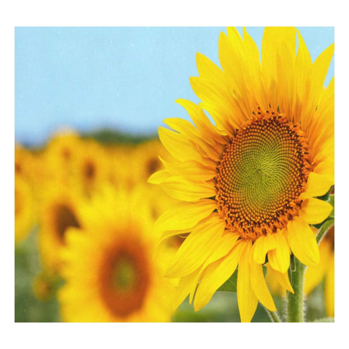 Taza de viaje de acero inoxidable con aislamiento al vacío, doble pared, a prueba de fugas, diseño de girasoles de verano, con estampado personalizado impreso en piel auténtica, 500 ml