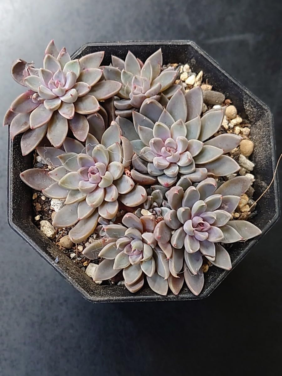 Amazon.co.jp: 多肉植物 韓国苗 銀天女 : おもちゃ