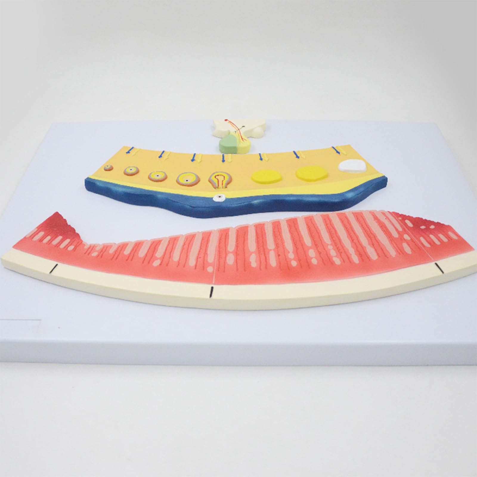 Modell Menstruationszyklus 3-Komponenten Menstruationsbildung Lutealfollikelprofil Lehrmodell