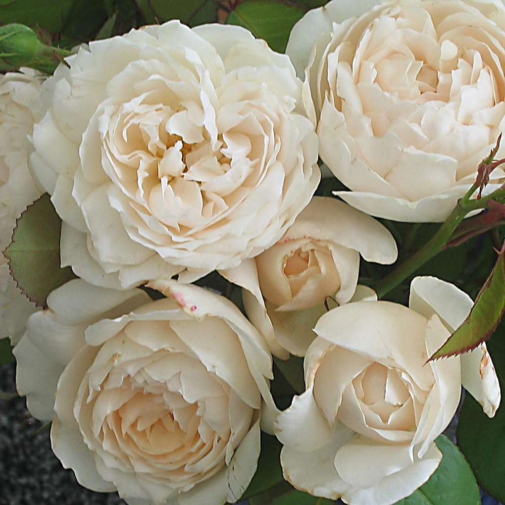 Yougarden Harkness Sandra's RoseEstablished Plant In 4 Litre PotReady To PlantFragrant Shrub Rose from B&Q