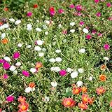 150 piezas semillas de plantas de verdolaga, Suculentas resistentes, semillas de flores, jardín. (Portulaca grandiflora) flores cortadas, plantas exóticas semillas de flores cortadas,