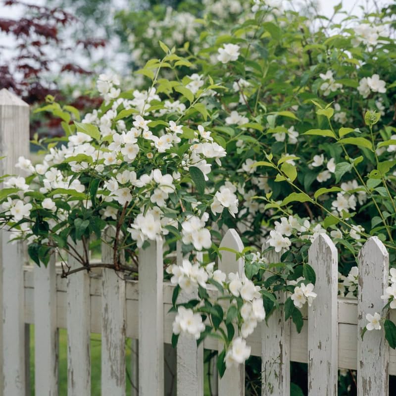 10 Months Old Mock Orange Live Plants, White Flower Mock Orange Tree for Planting, Ready to Plant, Dormant in Winter, Fragrant