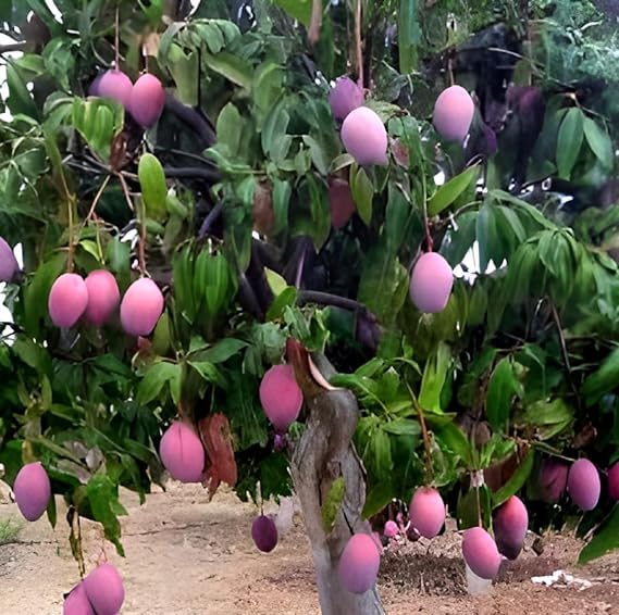 See full amazon price history chart for "ORIGINAL JAPANESE MIYAZAKI MANGO" Grafted hybrid Healthy Live Plant,Pack of 1(Plant- 1.5 Feet Height) Healthy Fruit Plant For Home Garden Plants Tree "ORIGINAL JAPANESE MIYAZAKI MANGO" Grafted hybrid Healthy Live Plant,Pack of 1(Plant- 1.5 Feet Height) Healthy Fruit Plant For Home Garden Plants Tree (B0CQYWBKHZ) Amazon Price History, Amazon Price Tracker