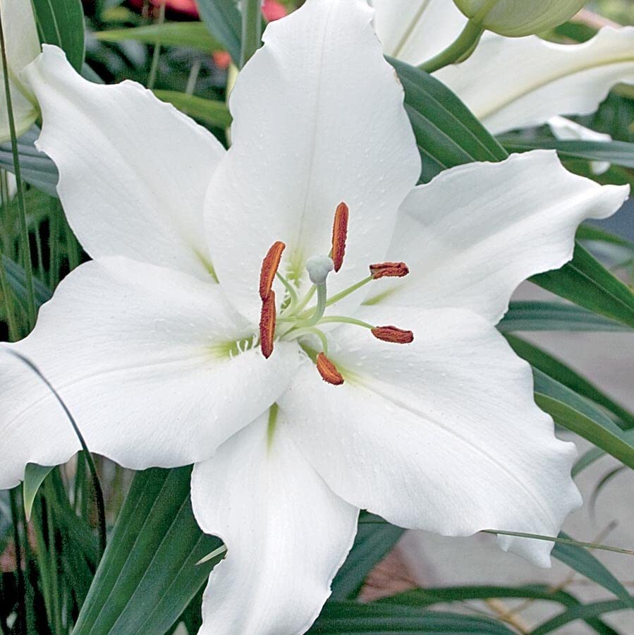 Lily Flower Plant (White 10)-image-48