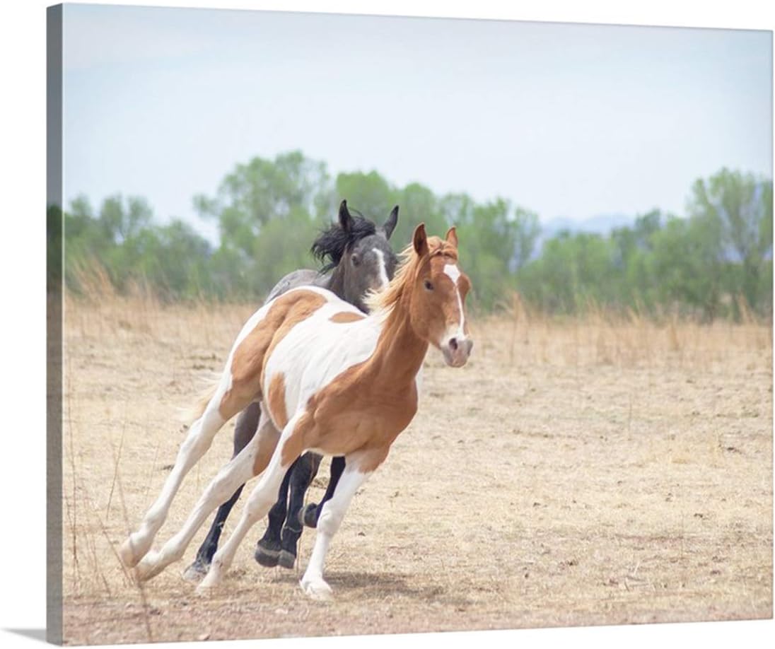Horse Art Photograph of Frisky Ranch Horses as Rural Country Style Wall Decor