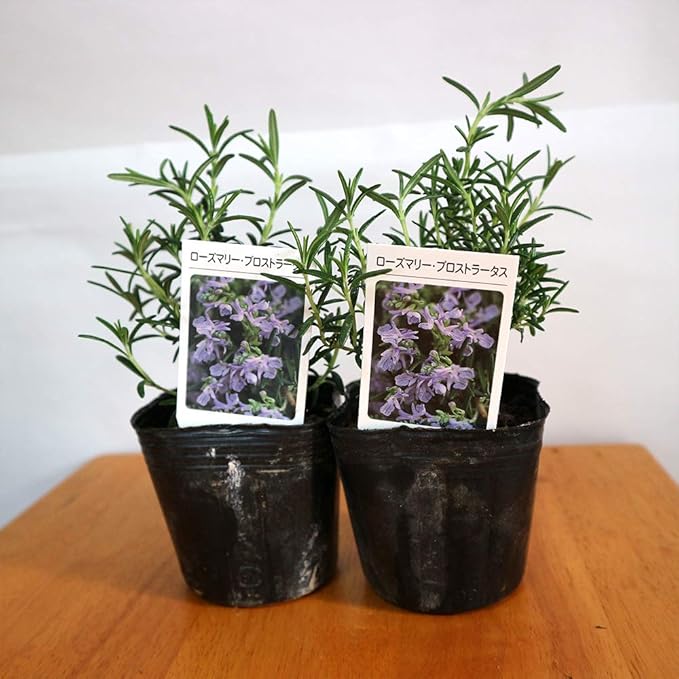 Amazon Co Jp ローズマリー プロストラータスの苗 品種で選べるハーブ苗9cmポット 2個セット シソ科 多年草 学名 Rosmarinus Officinalis Prostlautus 枝が横に這いしだれる ほふく性のローズマリー プロストラータスは ラテン語で 地を這う の意味です 淡い