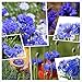 Packung mit 2000 blauen / himmelblauen Kornblumenkernen