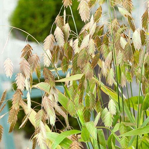 Outsidepride - 500 semillas de la hierba ornamental perenne canastilla de hoja ancha (Chasmanthium latifolium Northern Sea Oats) para sembrar