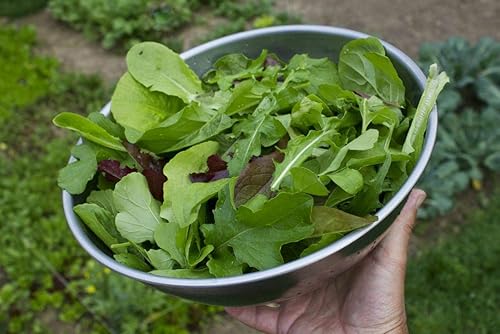Miniatura 8 de Semillas Astro Rúcula para Ensalada No GMO Heirloom