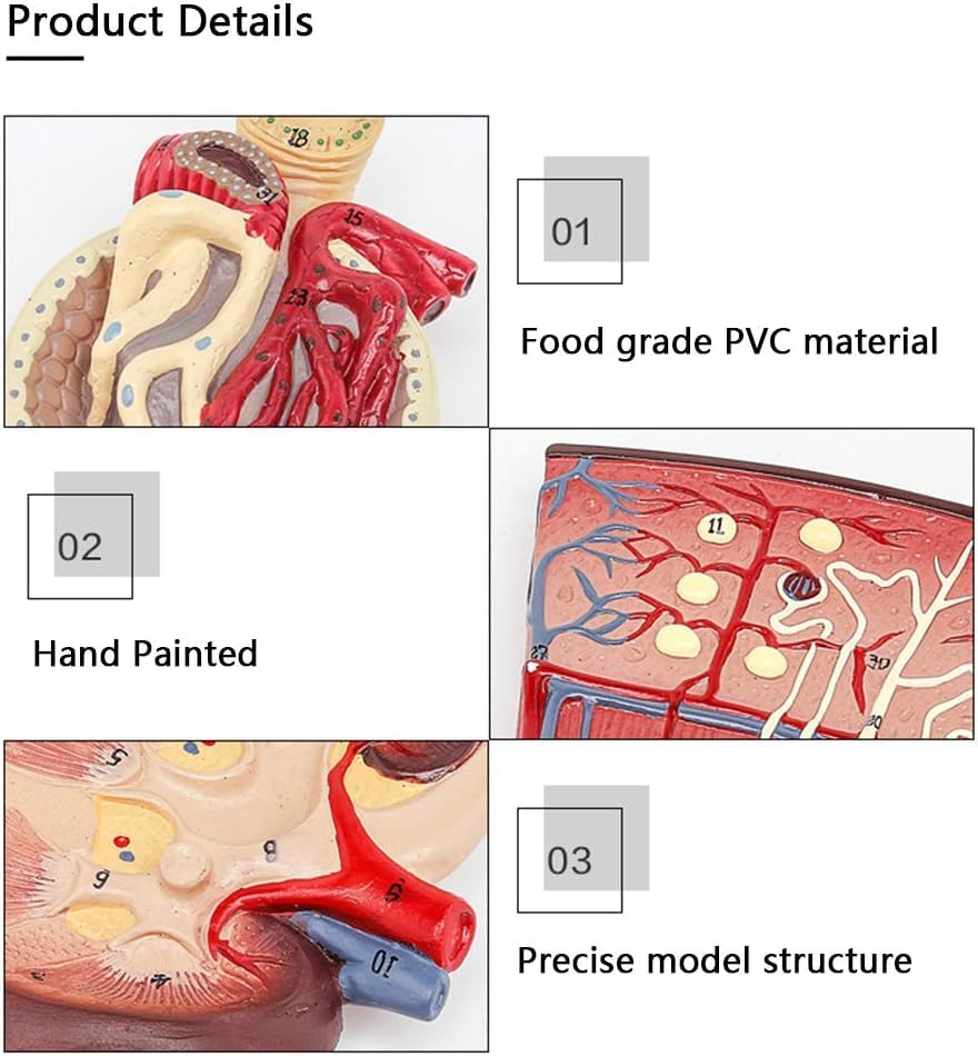 Anatomiczny Model Nerki - Model Anatomii Narządów Ludzkich Model Nerki Z Kłębuszkowym Układem Moczowym Nefron Model Medyczny Do Medycznej Pomocy Szkoleniowej