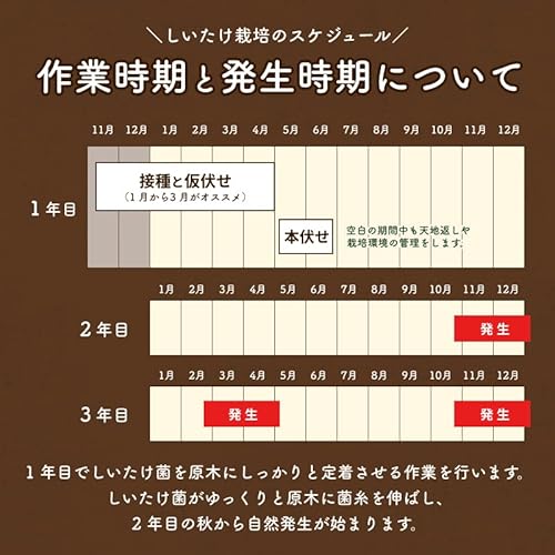 森のきのこ倶楽部 しいたけ種駒 森290号 にく丸 (100駒) きのこ 栽培キット (原木しいたけ/説明書付き) 食育 栽培 4枚目