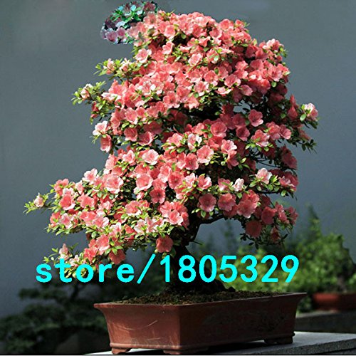 bonsai gras Angela Flower Large Artificial Reed Grass Bonsai Green Plant Home Balcony  Decor Props A2066501+2066502