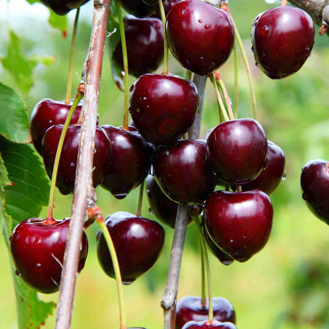 AKTRD Sweet Black Cherry Plants
