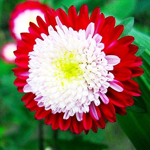 Mezcla multicolor Aster Queen de más de 100 semillas para plantar semillas sin OMG en primavera u otoño en zonas 5-9